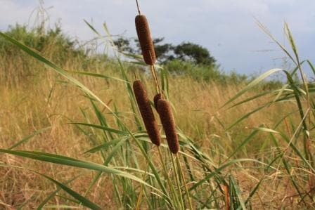Cape Bulrush