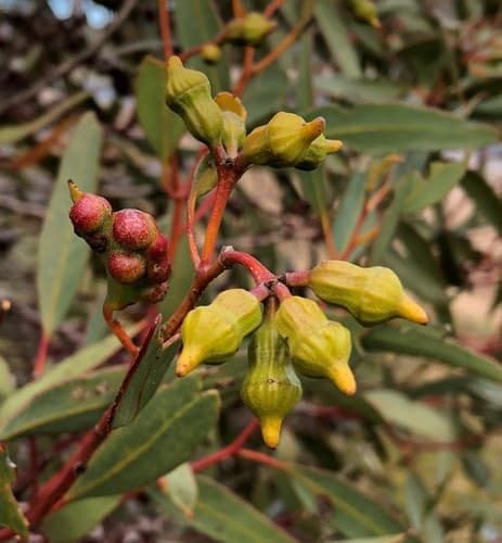 Ridge-fruited Mallee Bonsai