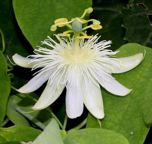 White Passionflower