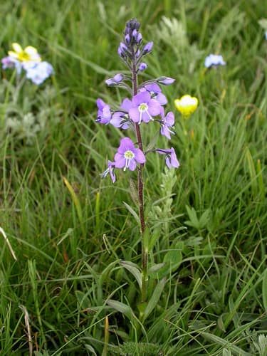 Gentian Speedwell Bonsai