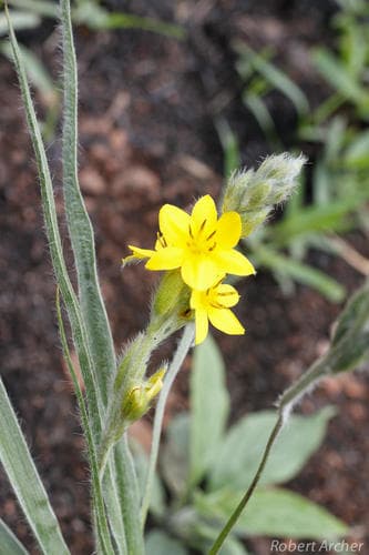Silverleaf Stargrass