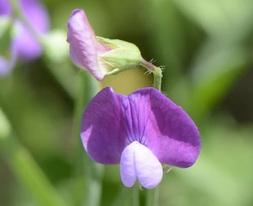 Hairy Vetchling Flower