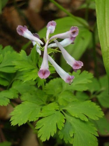 Incised Fumewort Bonsai (Hypothetical)