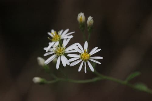 Aster ageratoides