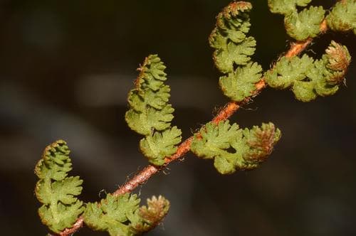 Scented Fern