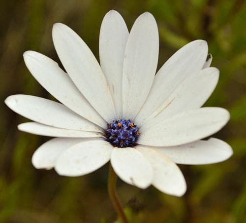 blue-and-white daisybush