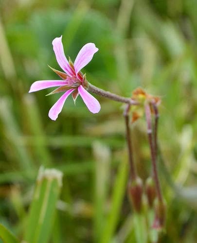 Mantle Storksbill Bonsai