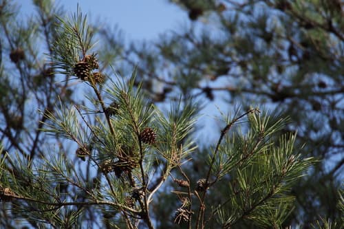 Japanese Red Pine Bonsai