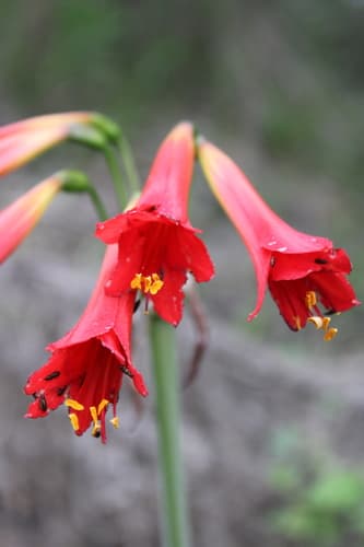 cyrtanthus-like phycella