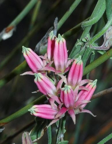 Rockcandy Minimouth Bonsai