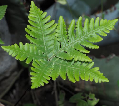 Star Cloak Fern