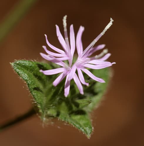 Common Elephant's Foot Bonsai