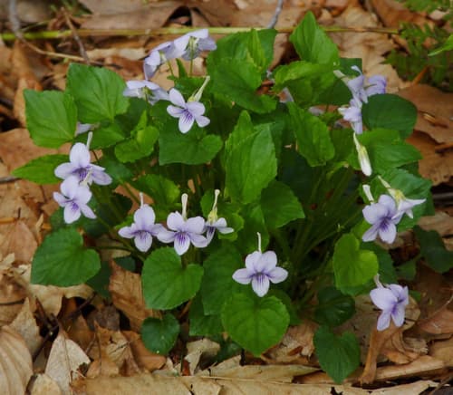 Long-spurred violet