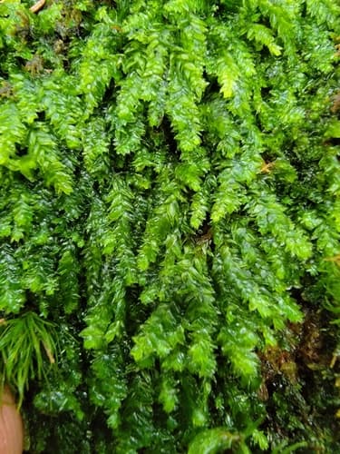 Toothed Plagiothecium Moss