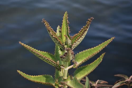 Alligator Plant