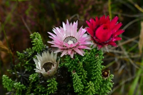 Cape Everlasting Flowers