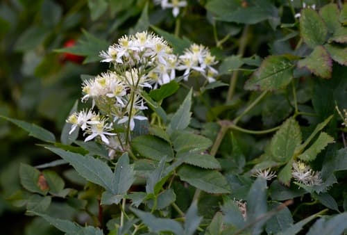 Western White Clematis