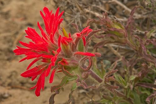 Wavyleaf Paintbrush