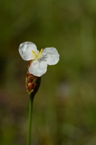 Carolina Yellow-eyed Grass