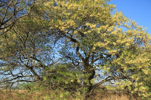 Common Hook-thorn Acacia