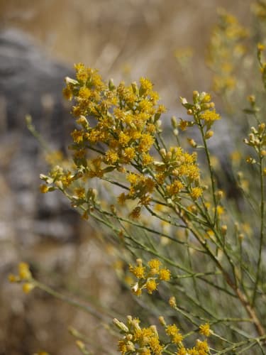 California Broomsage Bonsai