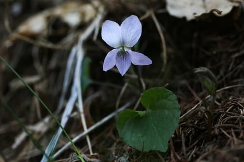 Broad-leaved Violet