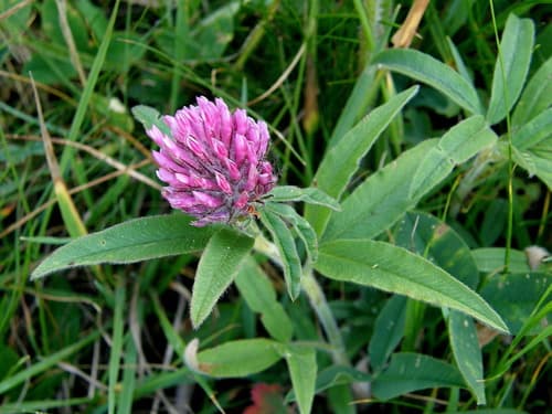 Alpine Zigzag Clover