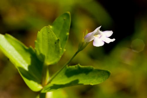 Yellowseed False Pimpernel