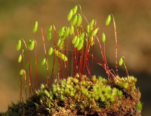 Nodding Thread-Moss Specimen