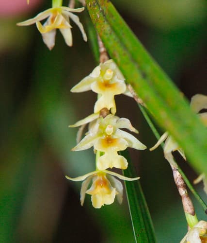 New Zealand Bamboo Orchid