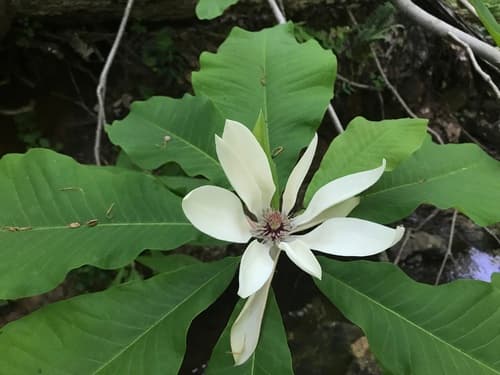 Umbrella Magnolia Bonsai