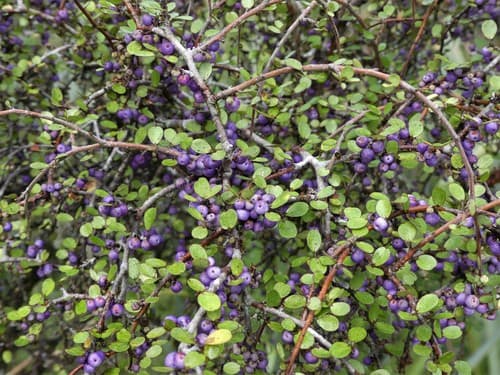 Weeping Mapou Bonsai