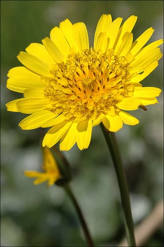Shimpaku Juniper Bonsai