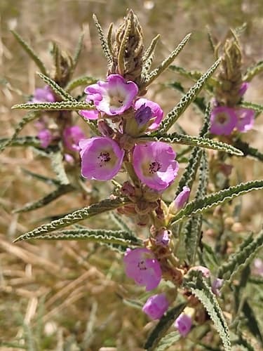 Narrowleaf Globemallow