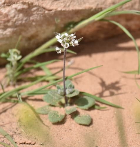 Wedgeleaf Draba Bonsai