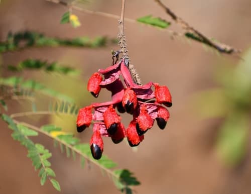 Royal Mahogany Bonsai