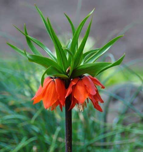 Crown Imperial