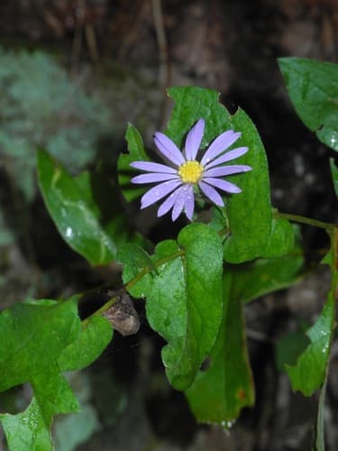 Late Purple Aster Bonsai