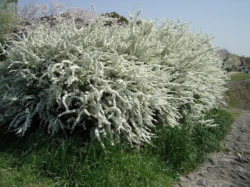 Thunberg's Meadowsweet Bonsai
