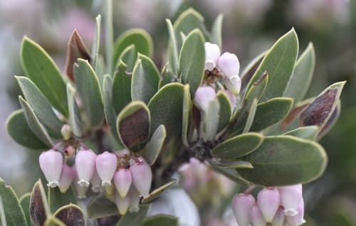 Pointleaf Manzanita