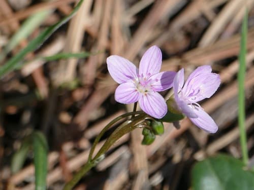Madrean Springbeauty