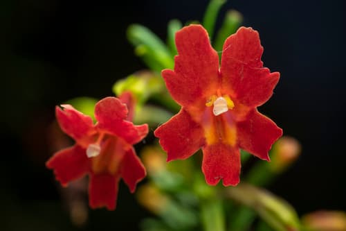 Red Bush Monkeyflower