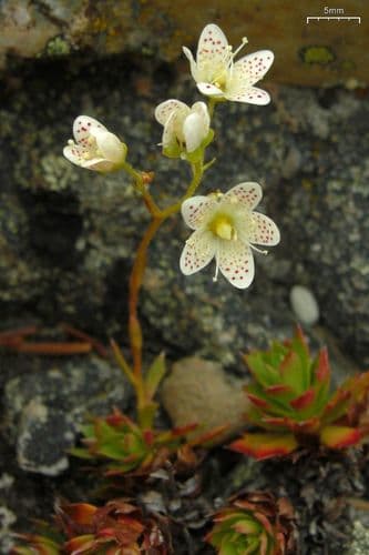 Prickly Saxifrage