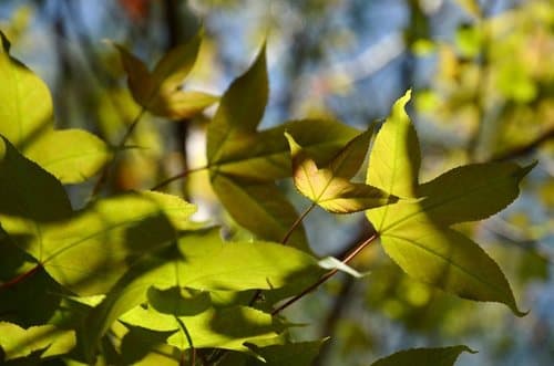 Chinese Sweetgum Bonsai