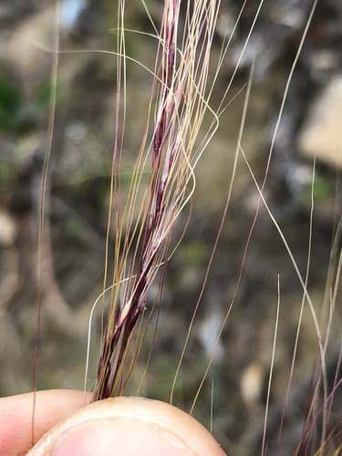 Mexican feathergrass