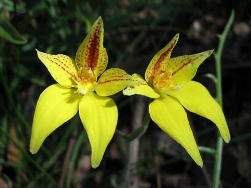 Cowslip Orchid