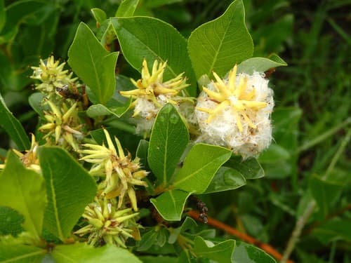 Tea-leaved Willow Bonsai
