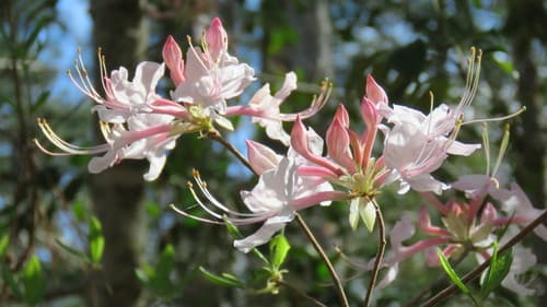 Mountain Azalea Bonsai Flowers