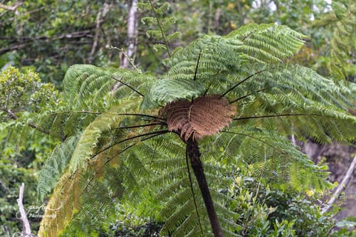 West Indian Treefern