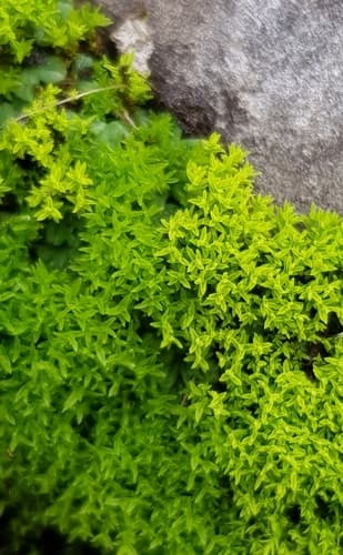 lesser bird's-claw beard-moss
